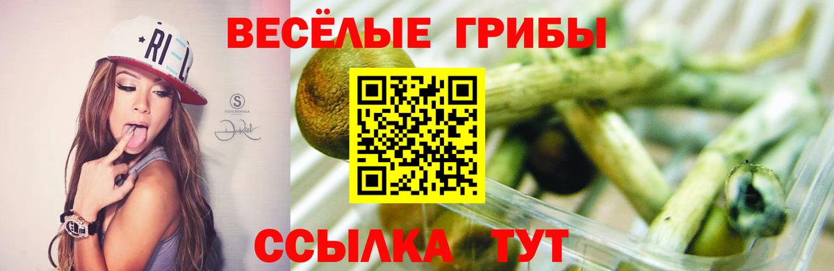 Псилоцибиновые грибы Psilocybine cubensis Набережные Челны